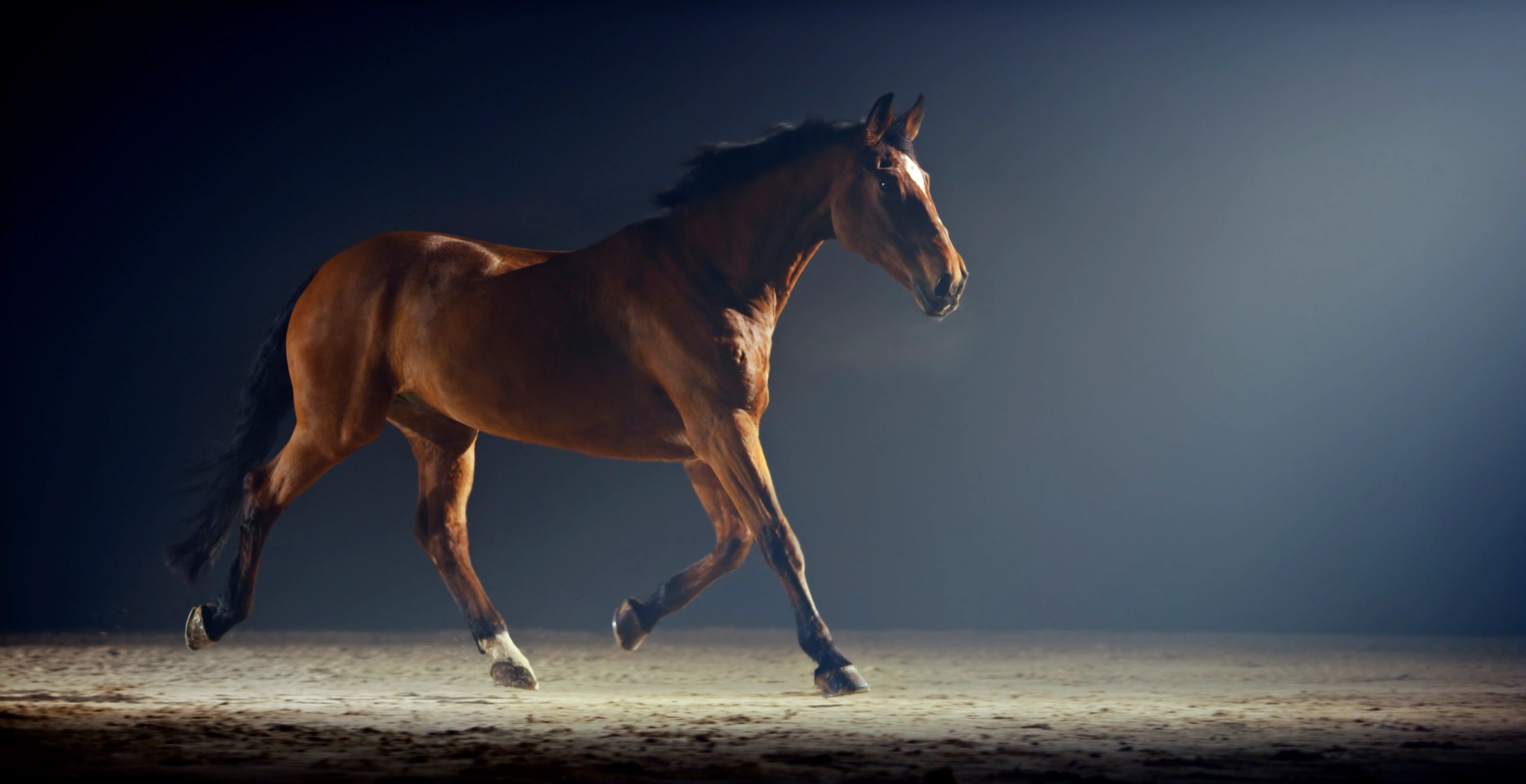 runway model fire horse year